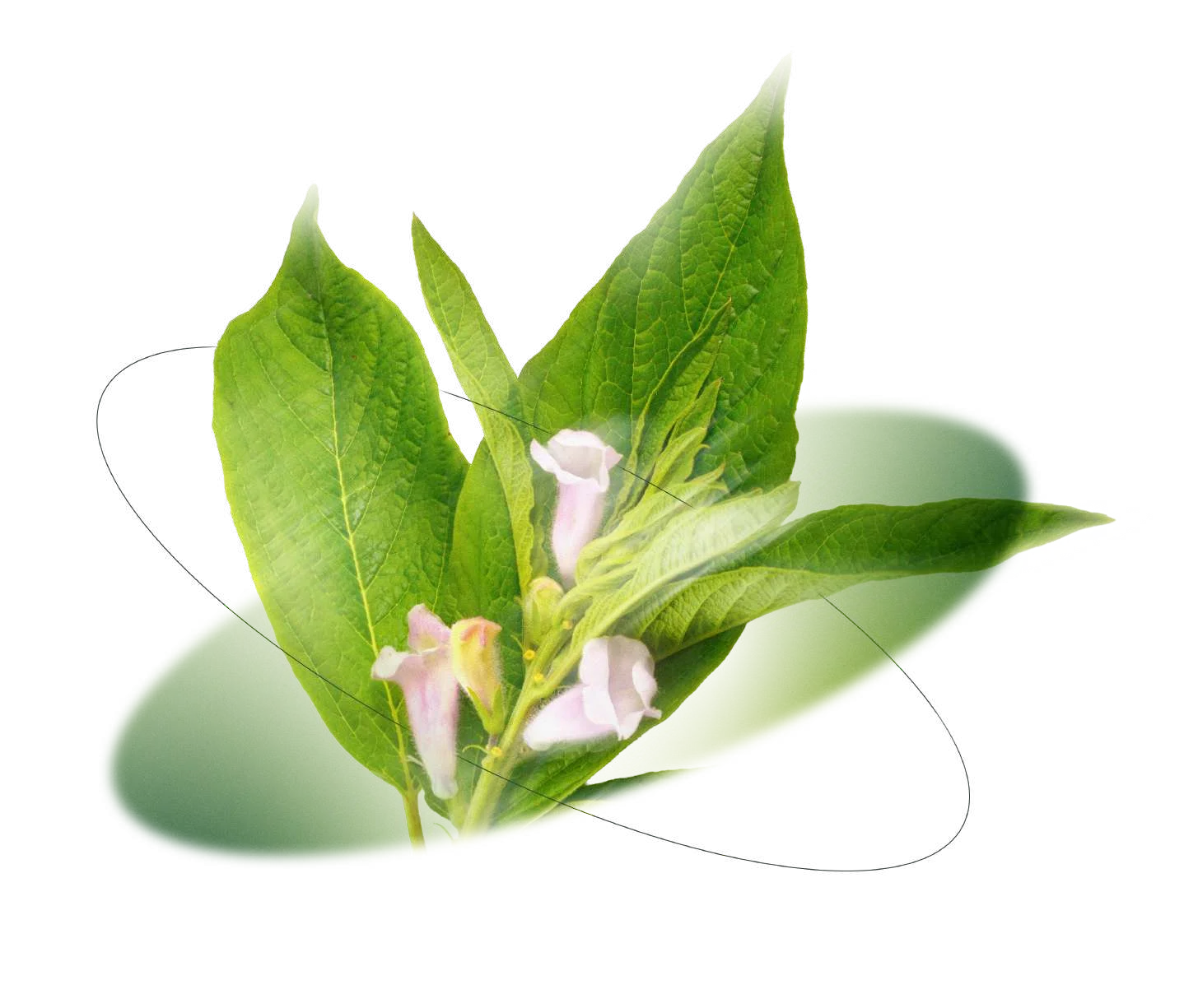 Planta en crecimiento | PROVALAB