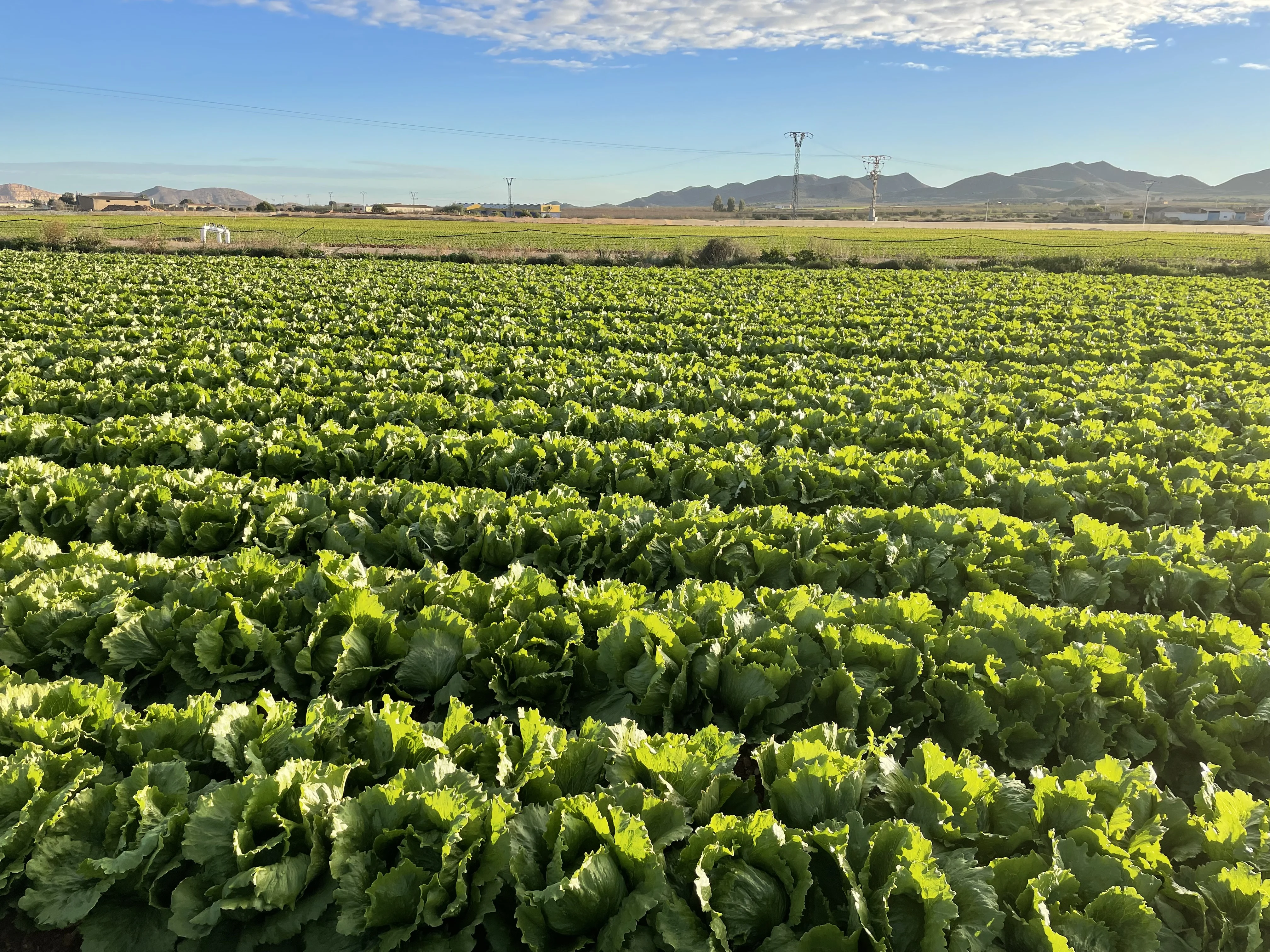 Campo de lechugas con riego por goteo | Inocuidad Agrícola PROVALAB